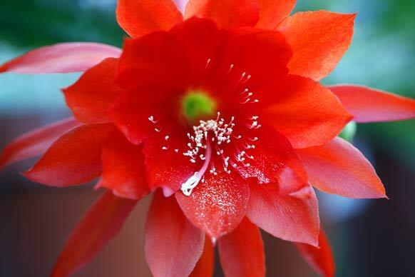 Epiphyllum Spring on Mars at the L.A. County Arboretum. More... • Call it orchid cactus or epiphyllum, it's a plant that hangs around Also in Home & Garden: • Westwood bungalow remodel • Free software delivers a remodeled L.A. duplex • Remodel of a Gregory Ain • Epiphyllum: orchid cactus at the L.A. Arboretum • Eye Candy: Home & Garden Photo Galleries