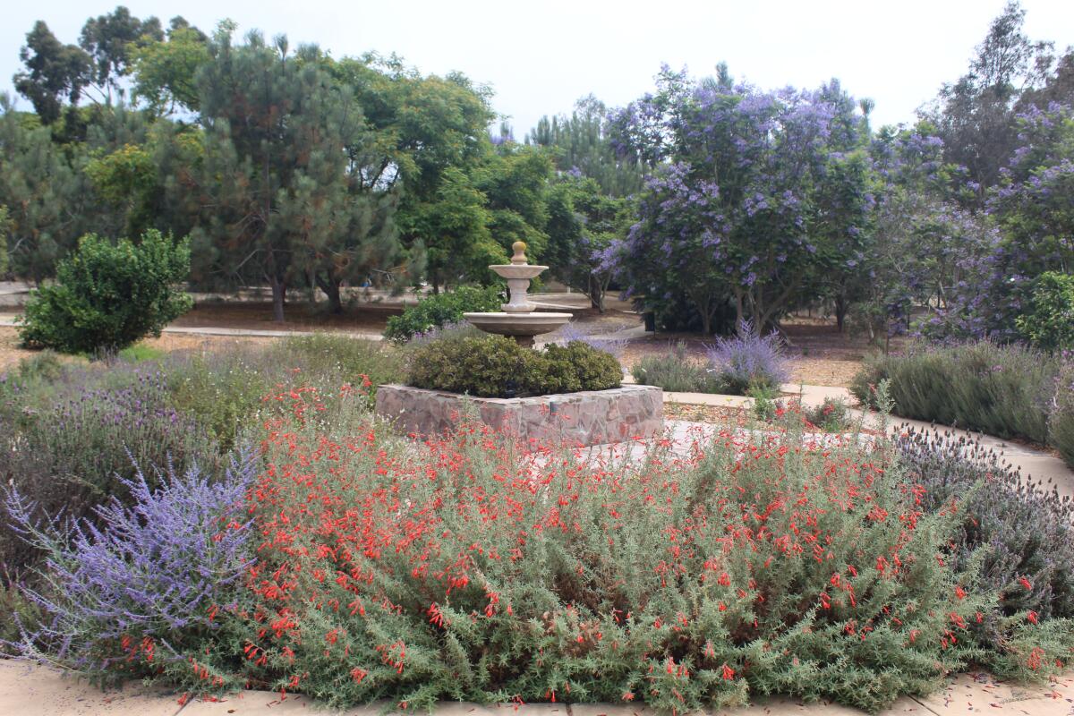 San Dieguito County Park in bloom.
