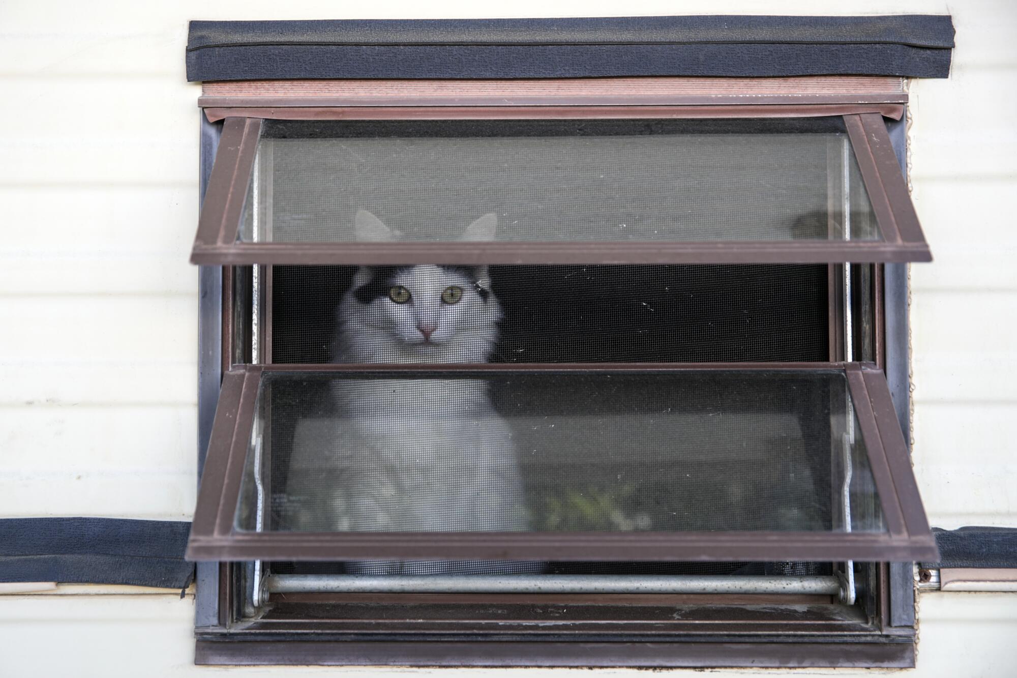 A cat is seen from the outside looking out a window screen.