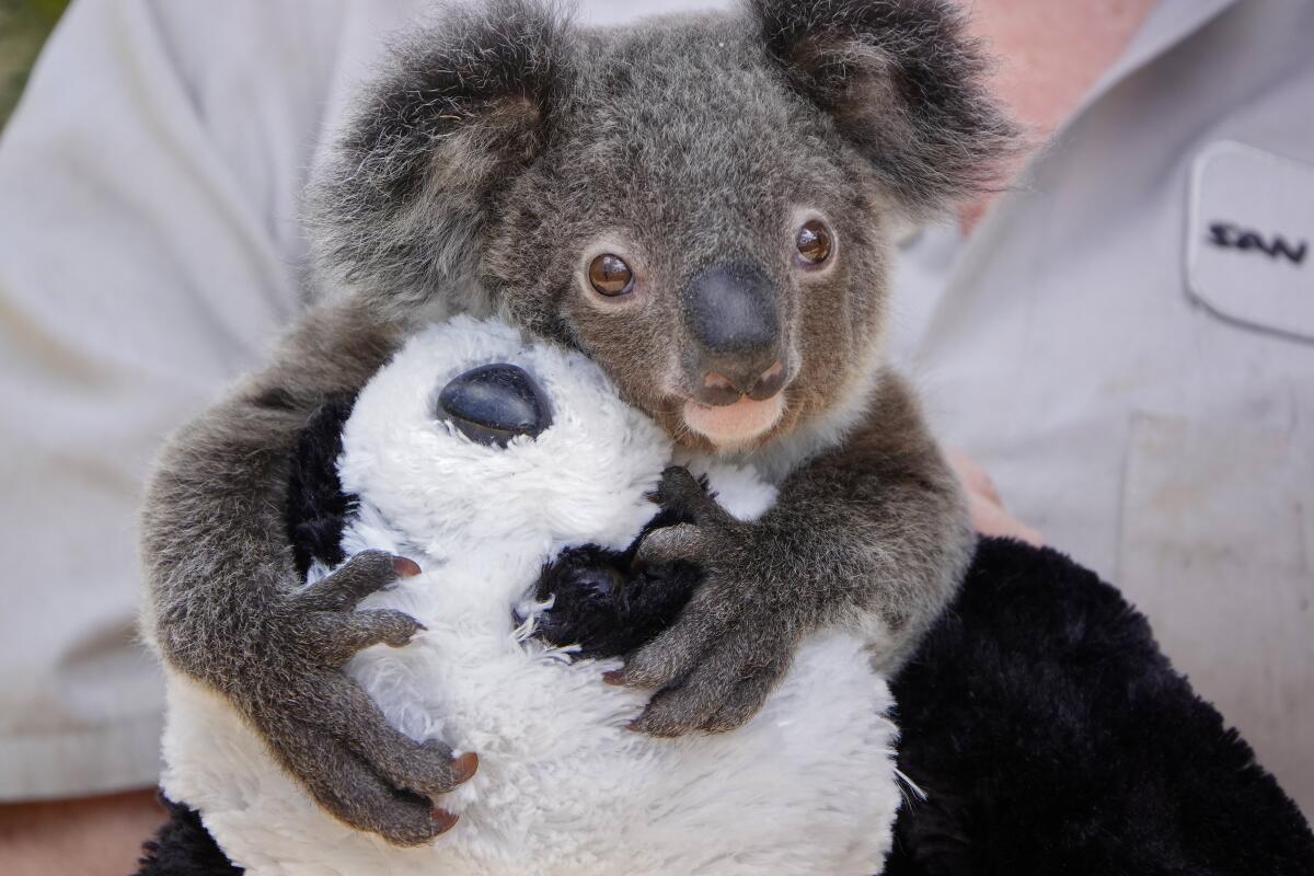 Jennifer Roesler wildlife care specialist holds Omeo, a koala joey, as he holds onto a stuffed panda.