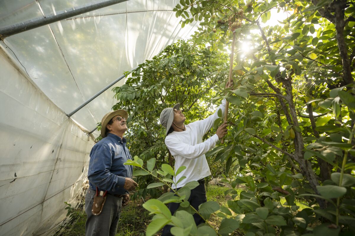 Manuel Jimenez directs Tim Diaz, in how to pick guavas 