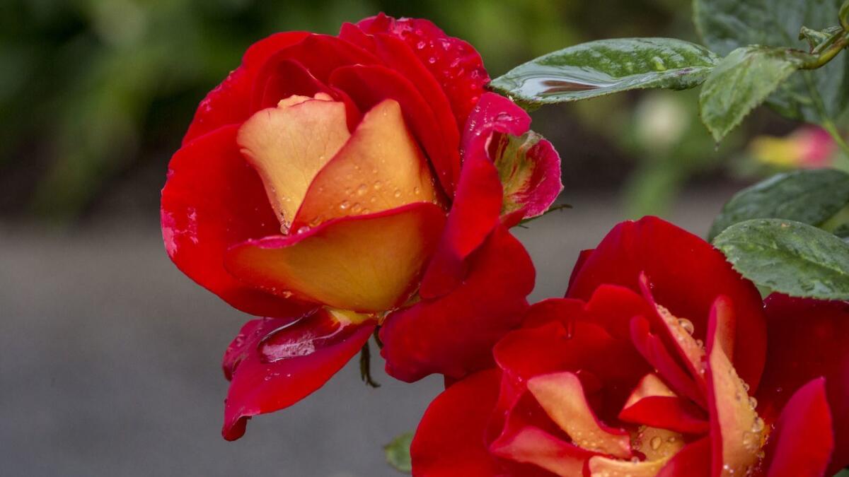 Look for roses and clematis at the South Coast Rose Society's 37th Rose Show and Sale April 27. This aptly named Ketchup & Mustard rose lives at The Huntington Library, Art Collections and Botanical Gardens in San Marino.