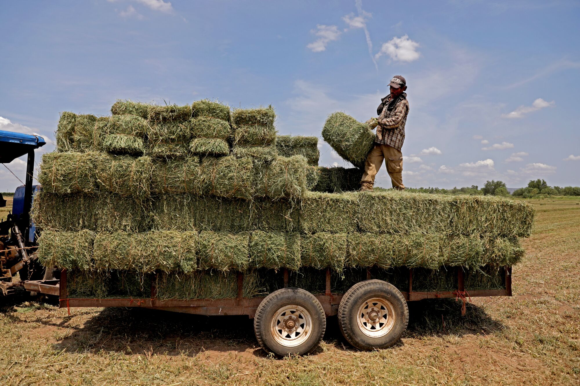A worker loads bales of alfalfa onto a truck