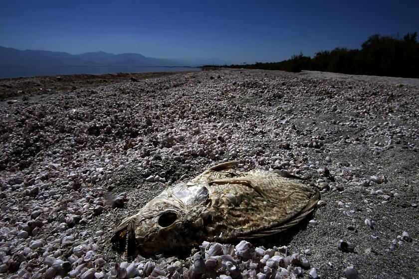 Sinco, Luis –– B582099610Z.1 SALTON SEA STATE RECREATION AREA, CALIF. – MAY 14, 2012. The parched carcass of a tilapia is half buried in the dried bones and scales of millions of other tilapia that have died and washed ashore at the Salton Sea State Recreation Area over the last decade. The stagnant lake is prone to algal blooms that consume the lake's oxygen and result in massive fish die–offs.