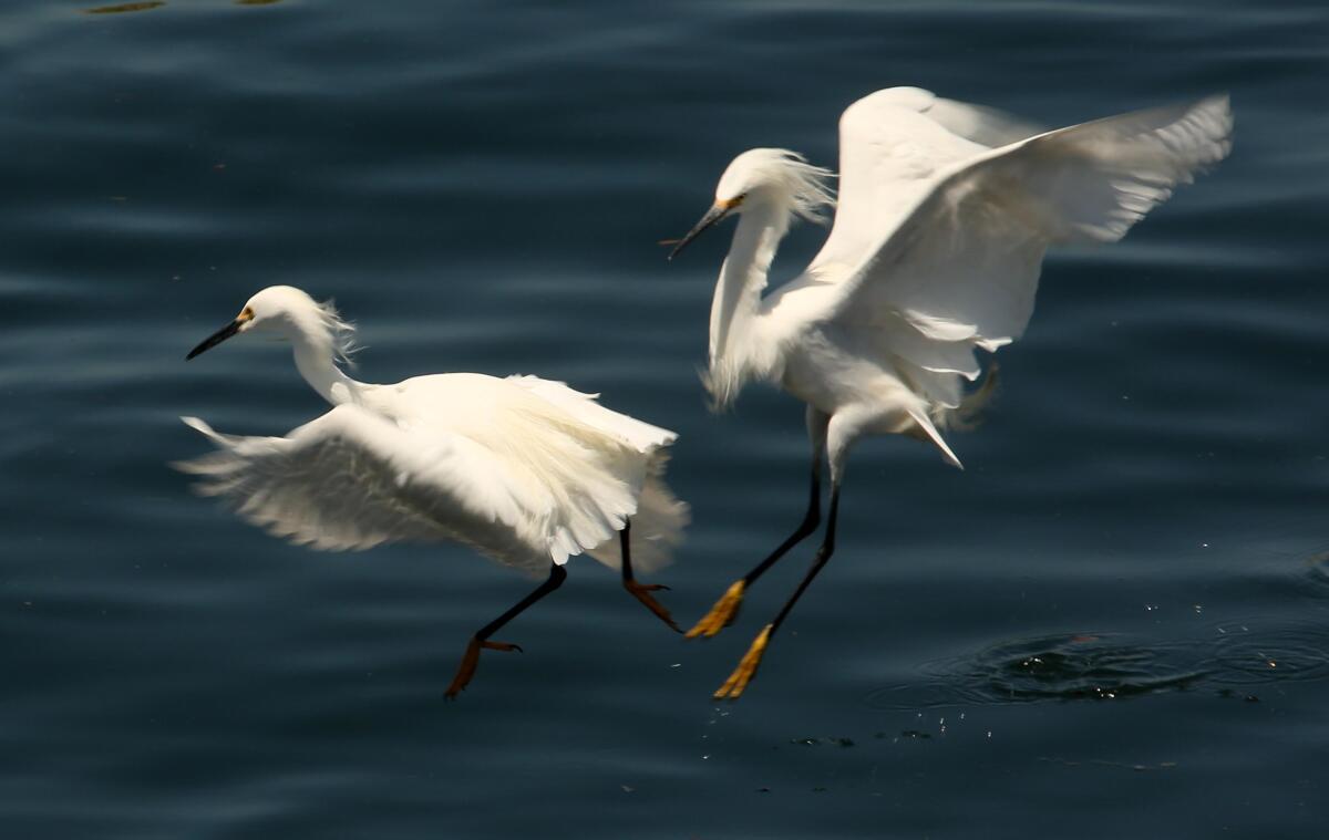 Ballona Creek in Marina Del Rey