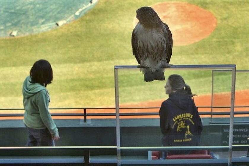 A red-tailed hawk perches above Alexa Rodriguez, 13, left, and a classmate during a school tour of Fenway Park on Thursday in Boston.