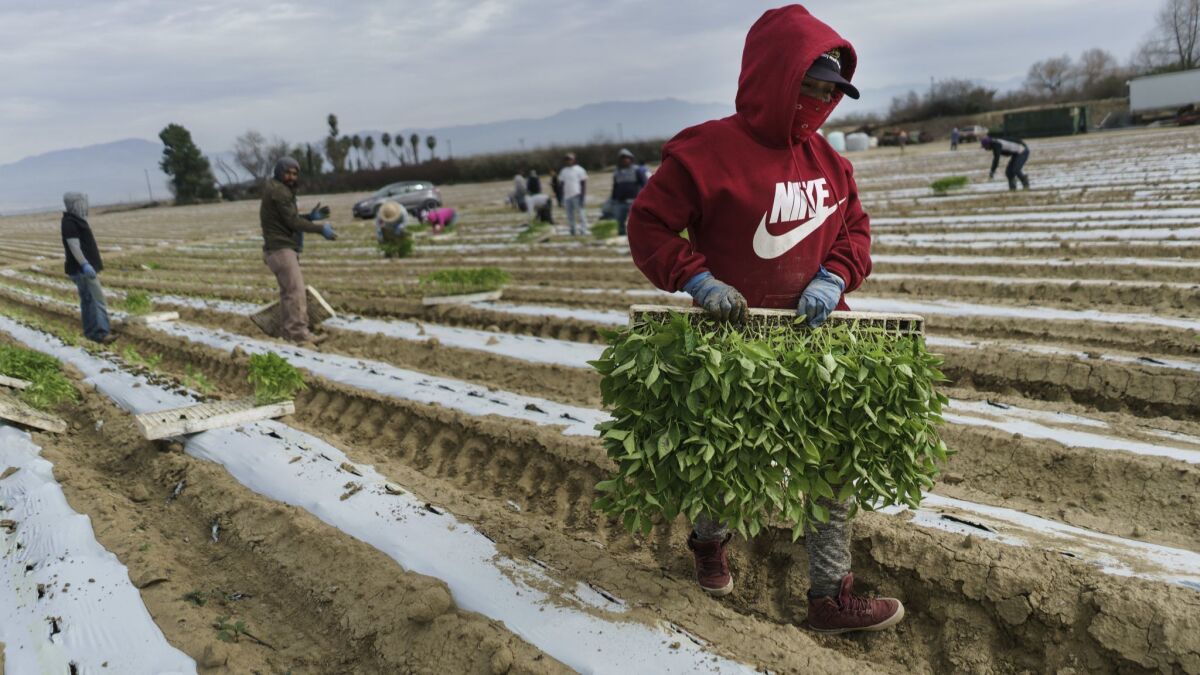 Alejandra Galacia, 35, transplants jalapeño sprouts from trucks into the tilted soil at a farm Lamont, Calif., on March 7, 2018. (Marcus Yam / Los Angeles Times)