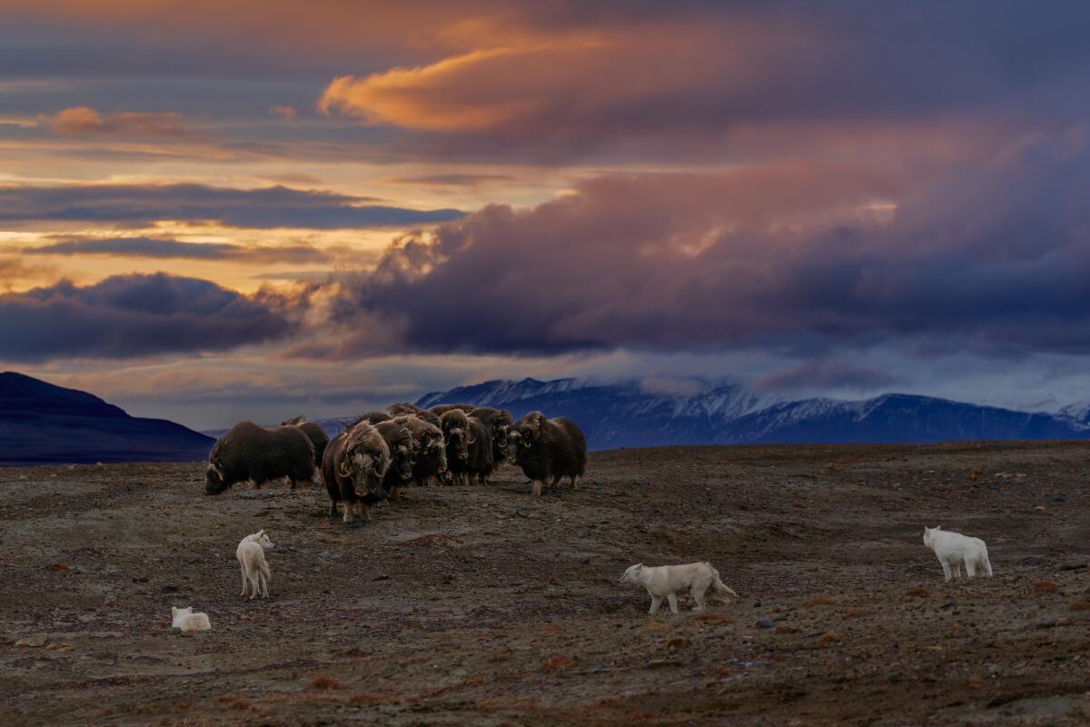 A pack of wolves stalk a herd of muskoxen in the Arctic.