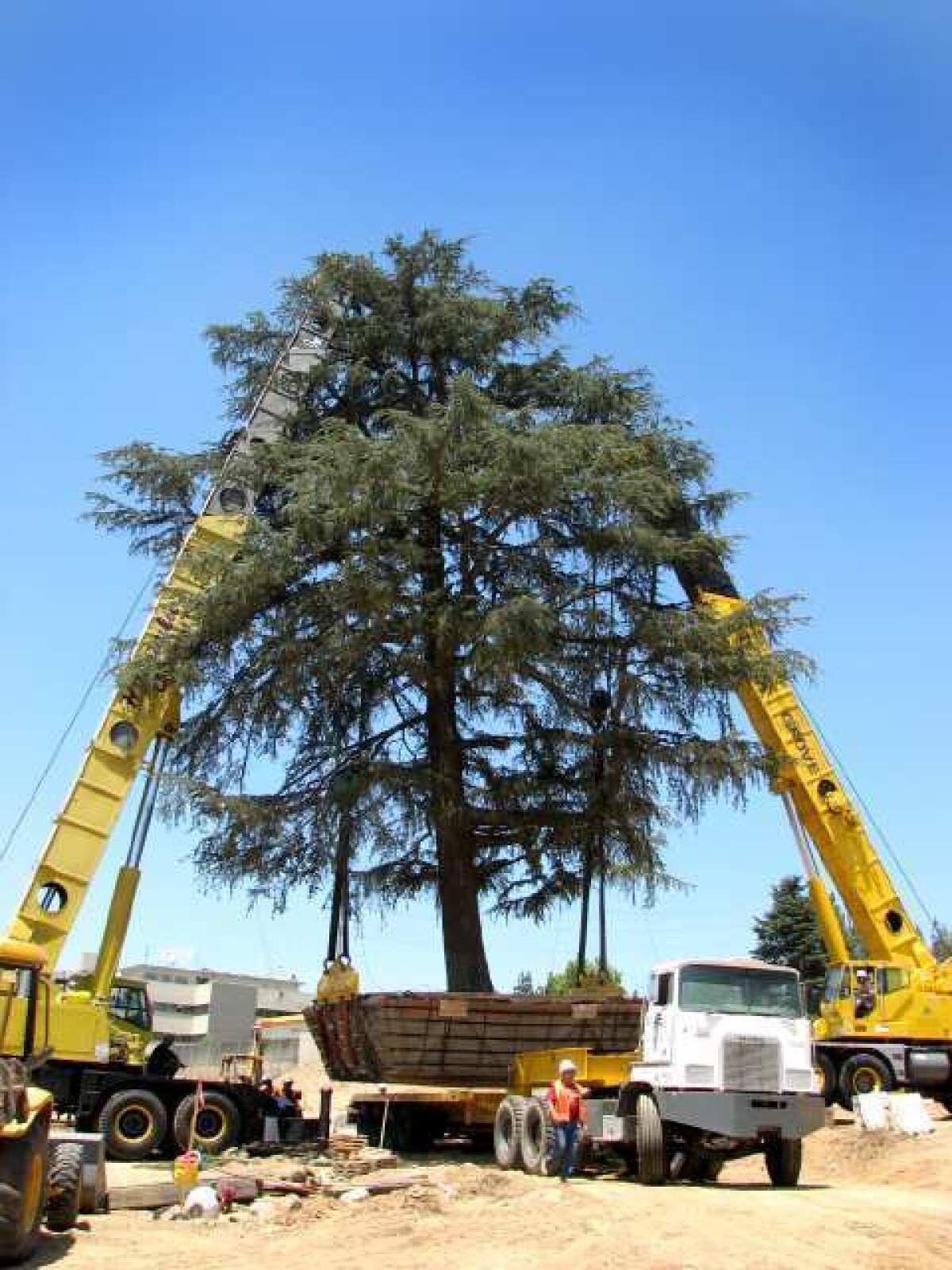 Deodar cedars have a long history in La Canada Flintridge. The city might keep them on a protected tree list.