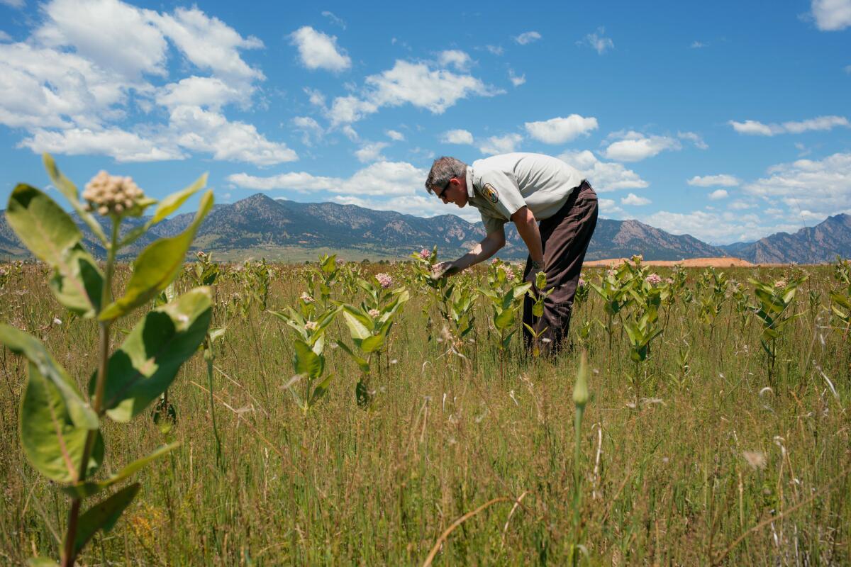 David Lucas looks at a patch of milkweed for monarch caterpillars on a portion of the Rocky Flats National Wildlife Refuge in Colorado.