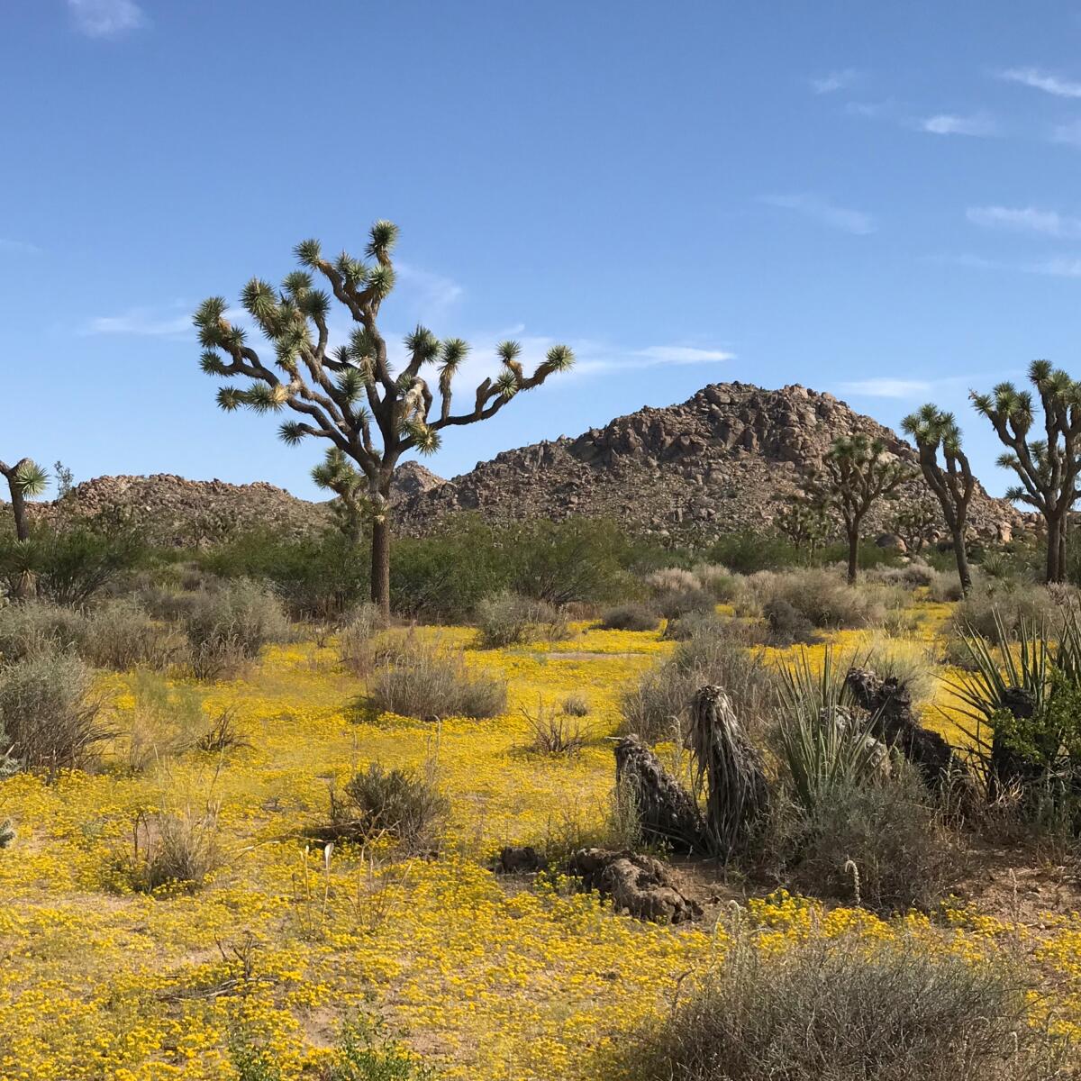 A desert scene of Joshua trees, scrubby plans, hills and yellow ground cover.