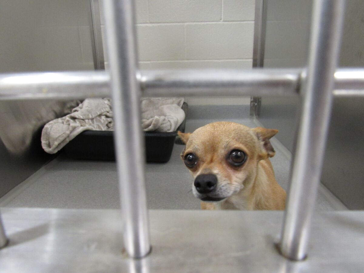 A dog at the El Cajon Animal Shelter awaits her forever home, possibly through this month's "Clear the Shelters" event.