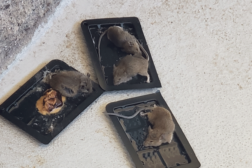 This photo, sent to the Union-Tribune via an anonymous tip, purports to show one day's worth of mice caught in glue traps on San Clemente Island.