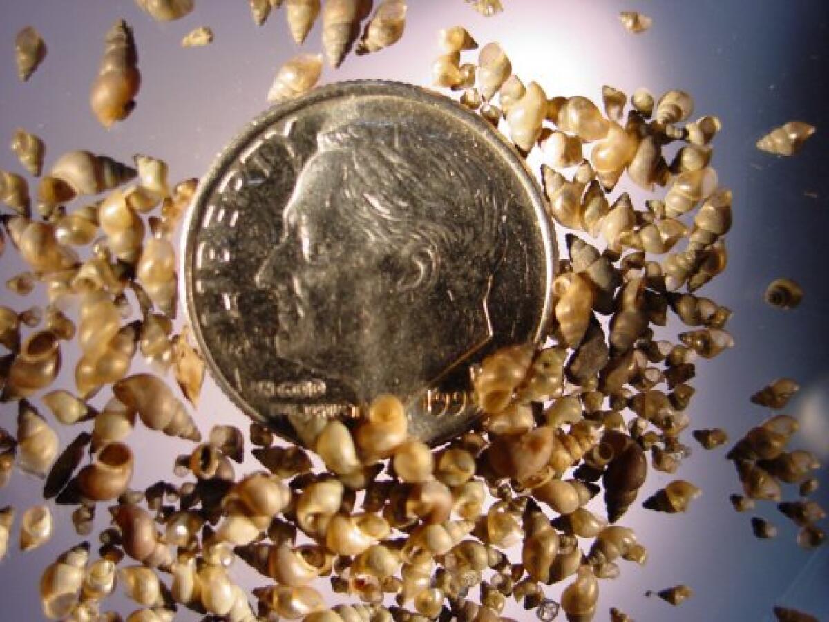 Closeup of tiny snail shells around a coin.