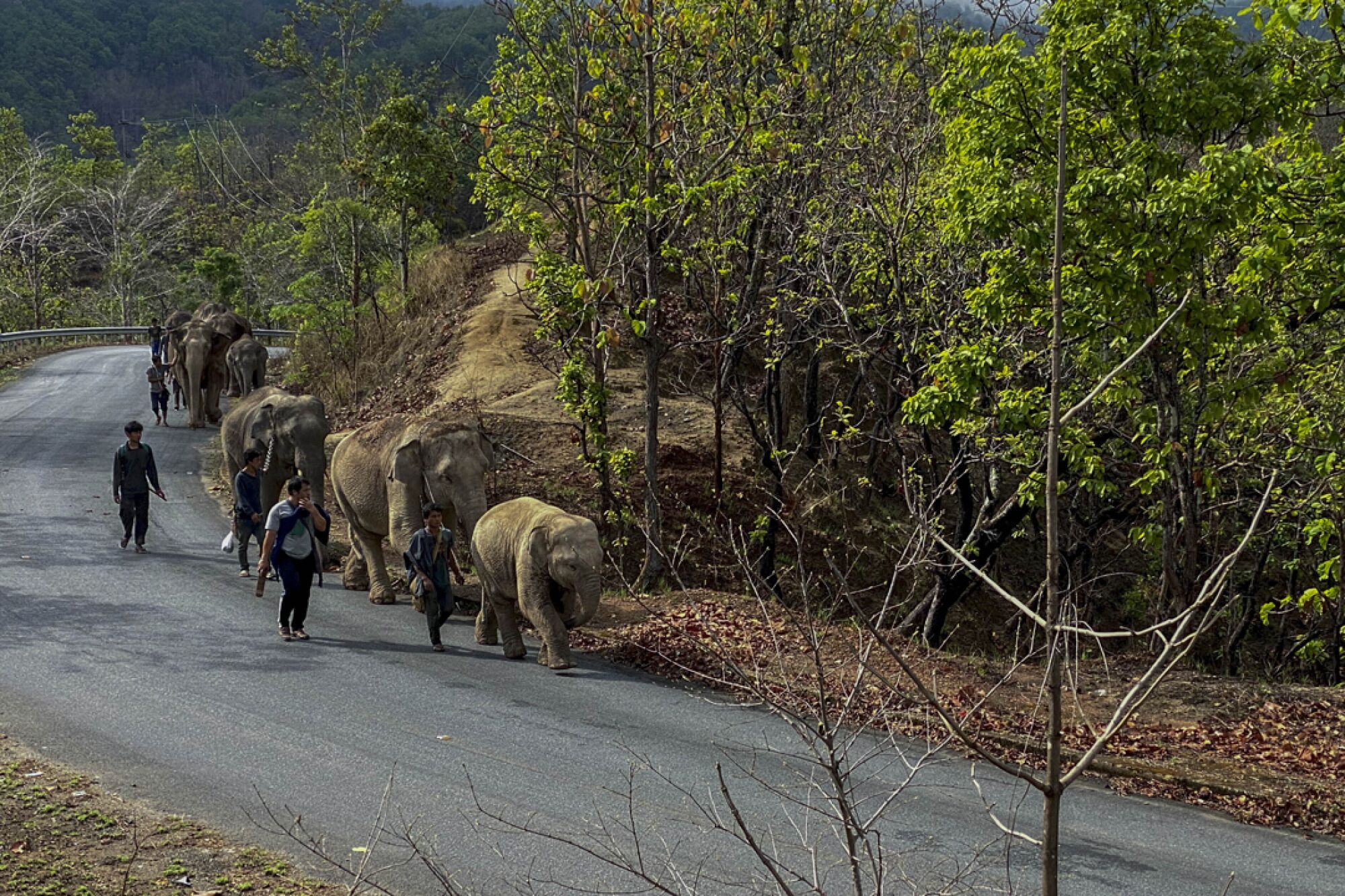The elephants can maintain a walking speed of 4.5 mph.