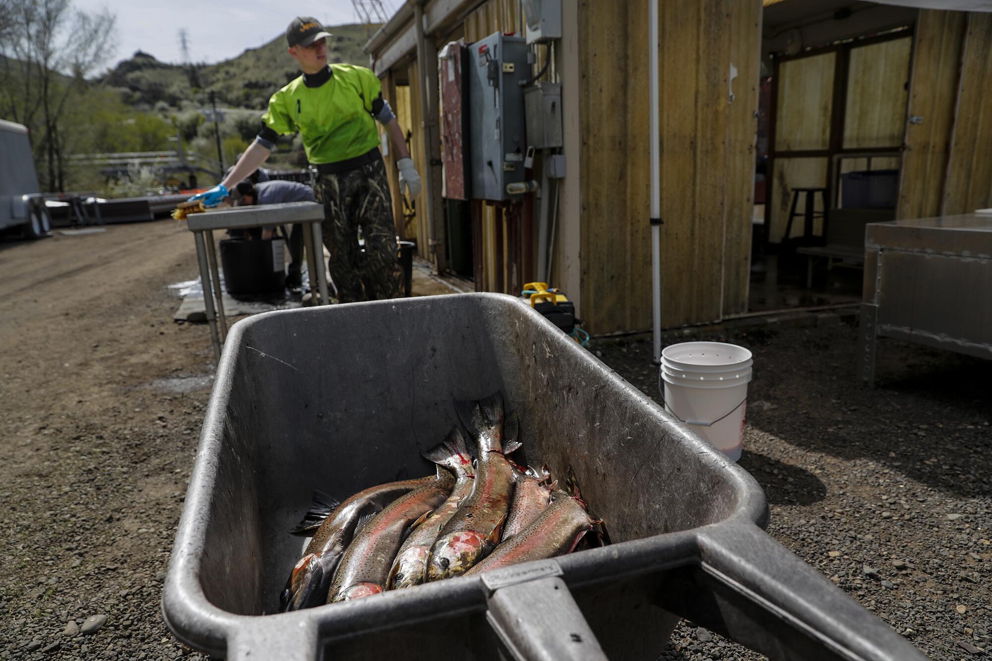 The steelhead hatchery near Oxbow Dam is currently undergoing renovations.