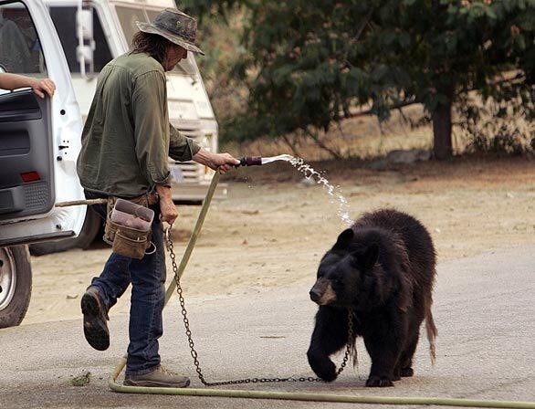 Neil Egland cools off Kachina, an American black bear, who is being evacuated from the Wildlife Waystation.