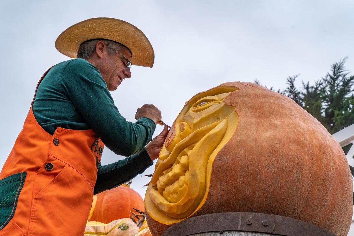 A person carves a face onto a huge pumpkin