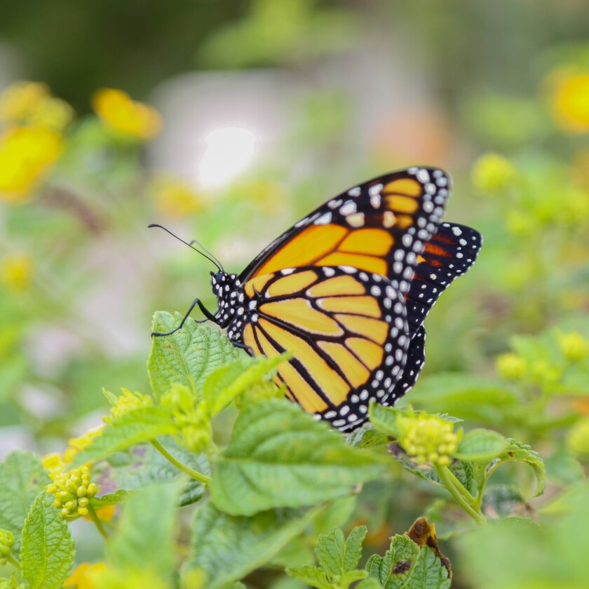 A monarch butterfly alights on a pollinator plant.