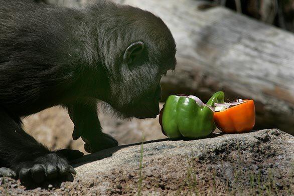 Glenda, a 3-year-old gorilla at the Los Angeles Zoo, sniffs some of the vegetarian fare served today by top chefs from 10 popular Los Angeles restaurants as part of a promotion for the zoo's Beastly Ball fund-raiser. Guests who pay the $1,000 ticket price to attend the June 14 ball can stroll the zoo grounds after hours to view the animals.