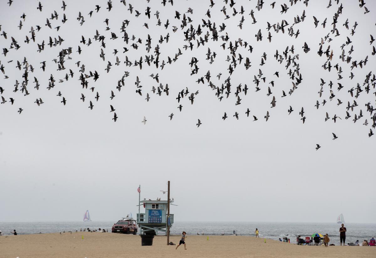 A young boy chases pigeons on the beach near Santa Monica Pier Saturday, 