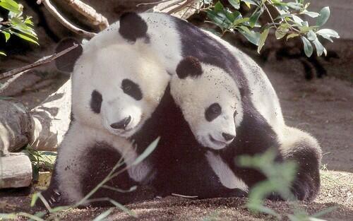 Pandas at China's Wolong Giant Panda Protection and Research Center