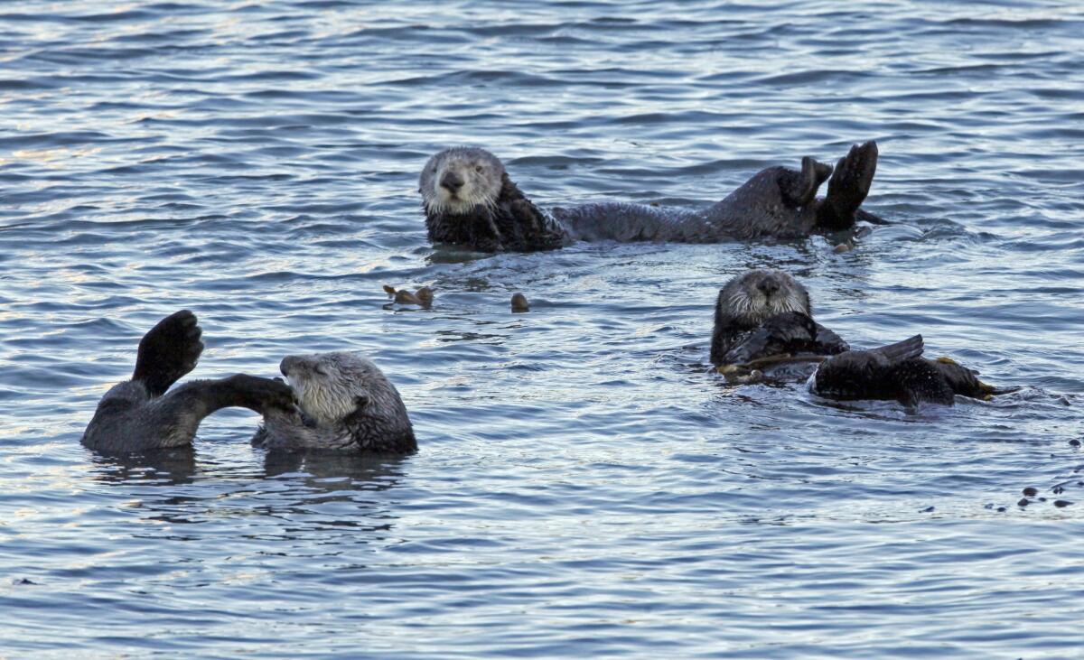 A group of sea otters is seen in Morro Bay in 2010. Authorities say three otters were fatally shot off the California coast in the last month.