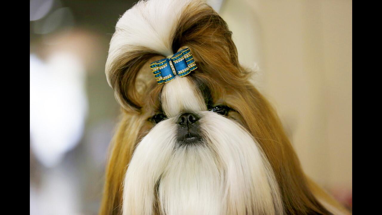 A Shih Tzu named Ty is groomed at the Beverly Hills Dog Show, held in Pomona.