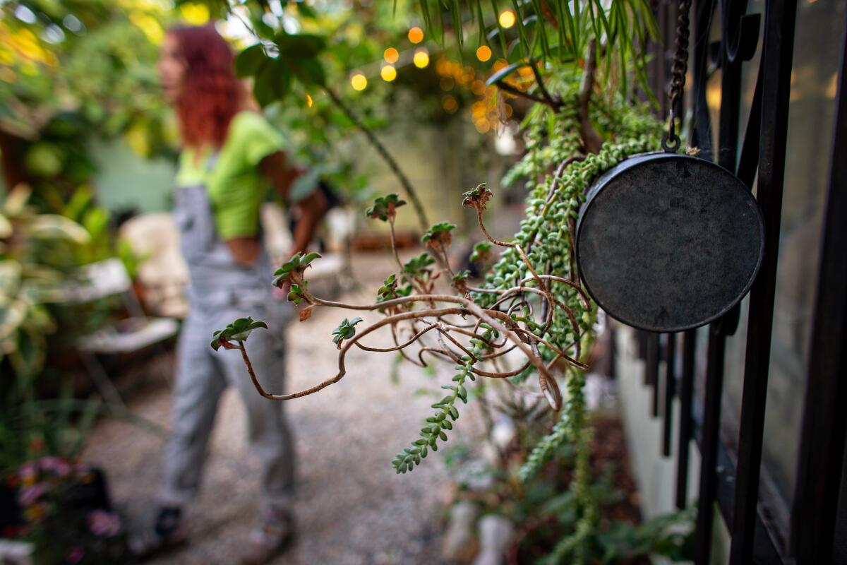 A plant in focus with a woman strolling in the background