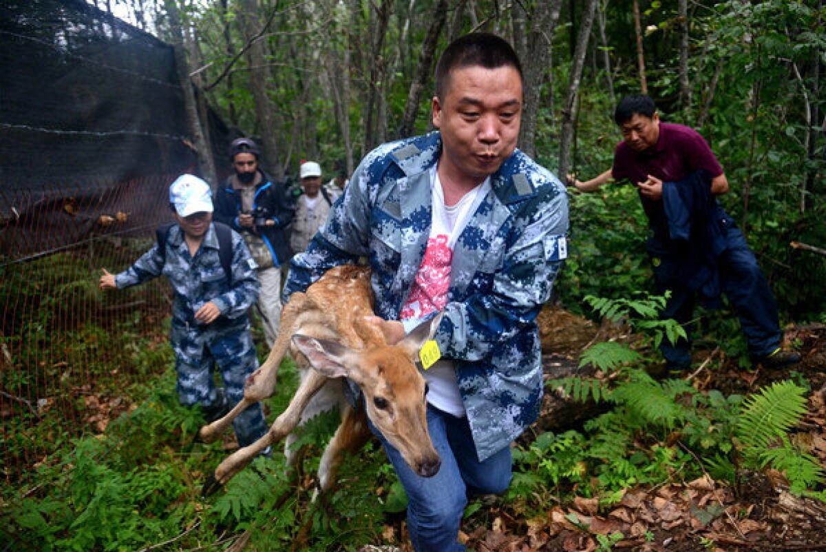 A worker with the World Wildlife Fund carries an injured sika deer that will serve as food for Siberian tigers in Lanjia forest near Wangqing county in China's Jilin province.