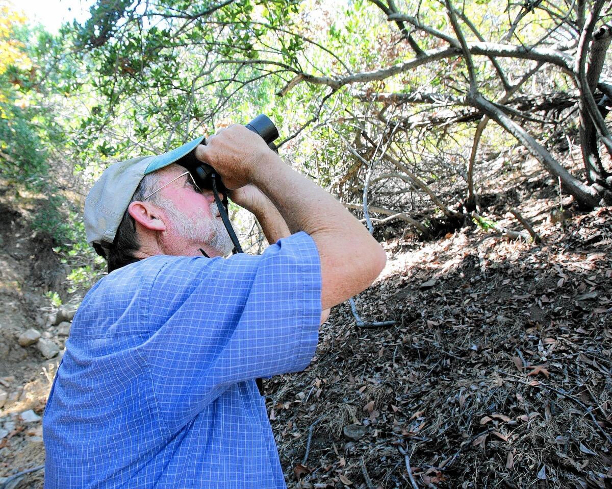 Biologist Mickey Long, a volunteer with the Arroyos & Foothills Conservancy, focuses his binoculars on a bird in wildlife-rich Cottonwood Canyon. The conservancy hopes to purchase the 11-acre property to protect it as a wildlife corridor.