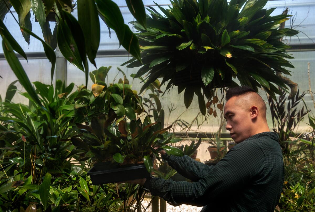 Brandon Tam works inside one of the orchid collection greenhouses.