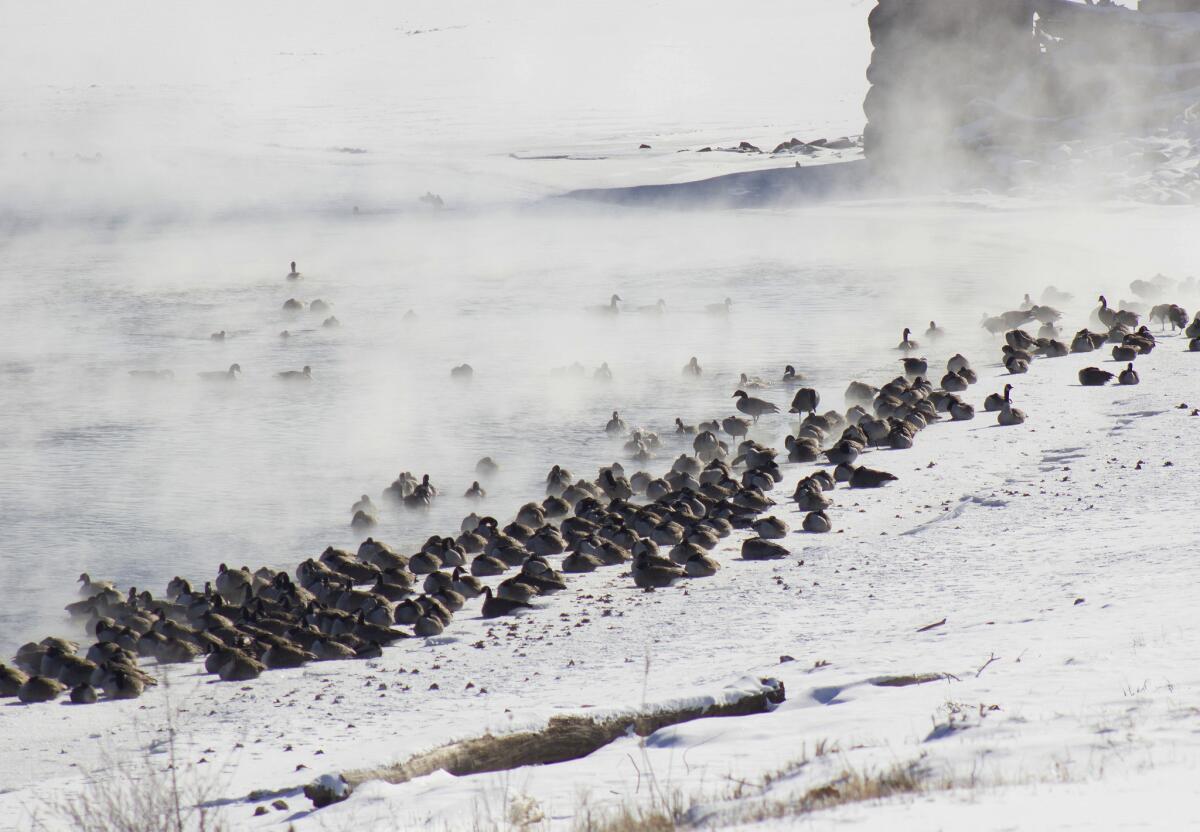 Geese huddle along the Des Moines River in Ottumwa, Iowa. The bitter cold has reduced the amount of open water for the waterfowl.