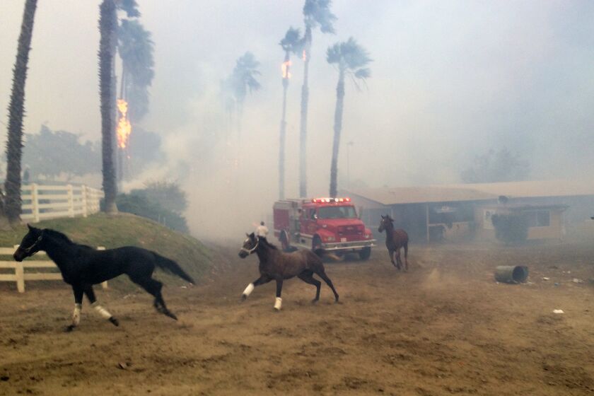 Terrified horses galloped from San Luis Rey Downs as the Lilac Fire sweeped through the horse-training facility. Paul Sisson photo