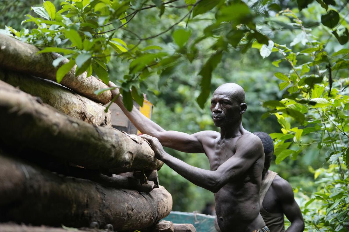 A bare-chested man loads timber onto a truck inside the Omo Forest Reserve in Nigeria