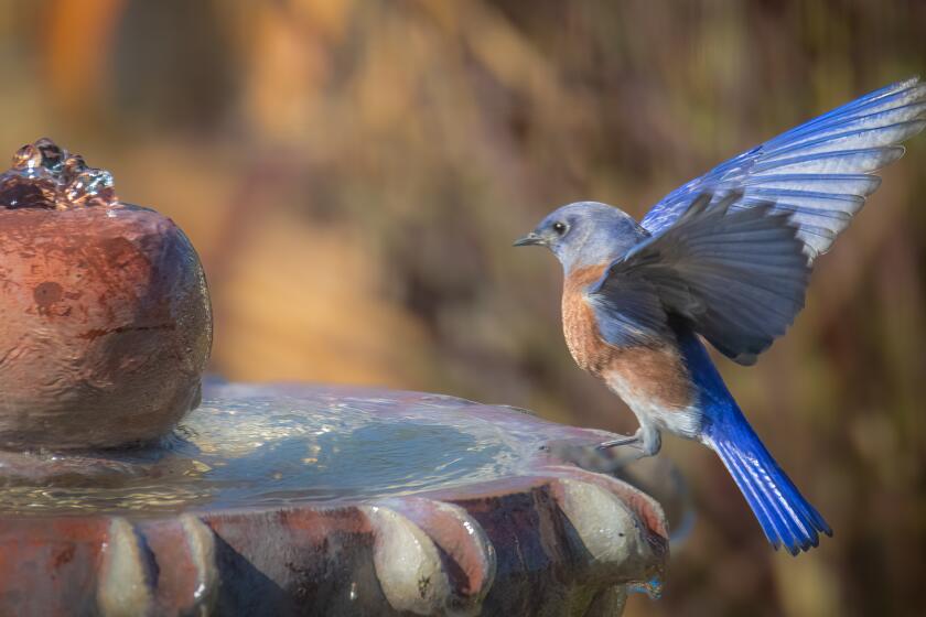 A bluebird coming in to bathe in the garden fountain.