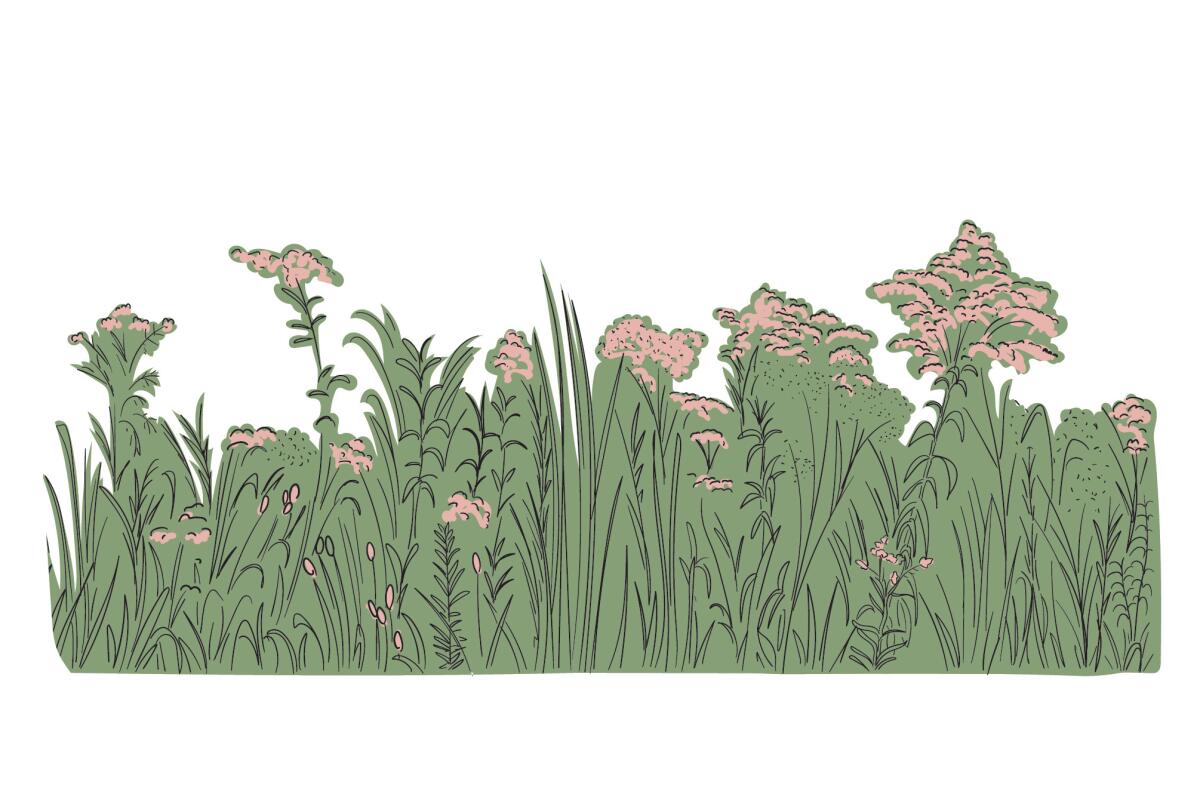 Illustration of wildly grown grass, weeds and flowers
