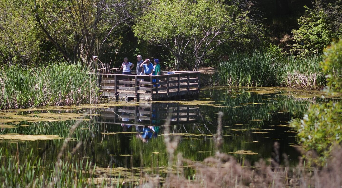 The floating bridge gives visitors a close-up view of pond life in the aquatic ecosystem at the botanic garden.