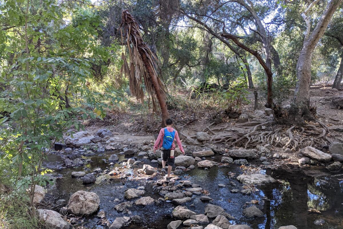 A hiker on the Walnut Creek trail walks on rocks in a stream.
