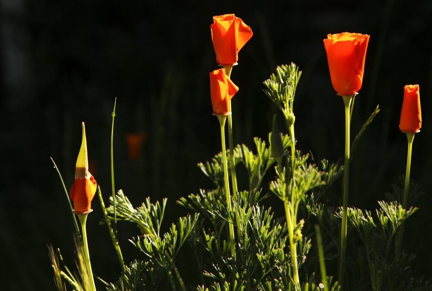 California poppies bloom in the spring.