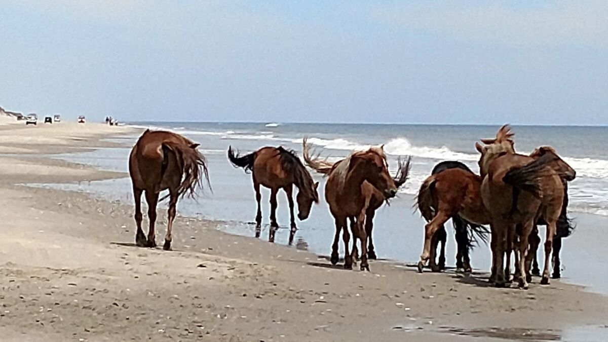 FILE - In this June 6, 2019 file photo, Corolla wild horses gather on the Currituck Outer Banks beach, in N.C. A beloved wild horse that was one of the oldest mares in the herd that roams North Carolina’s Outer Banks has died, officials said, Sunday, Aug.1, 2021. The horse's death came when the National Weather Service said some areas of the Outer Banks saw heat index values near 110 degrees Fahrenheit (43 degrees Celsius). (Jeff Hampton/The Virginian-Pilot via AP)