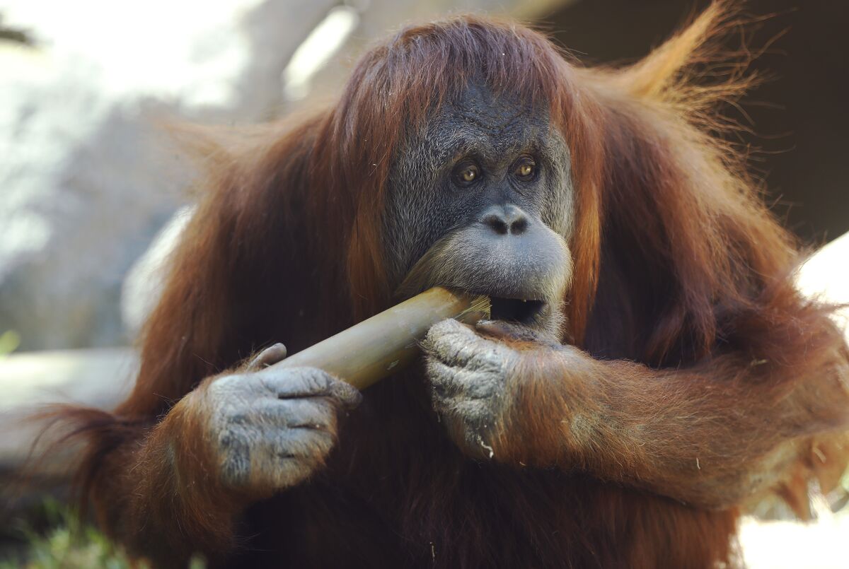 Satu, an orangutan, chews on a stick at the San Diego Zoo 