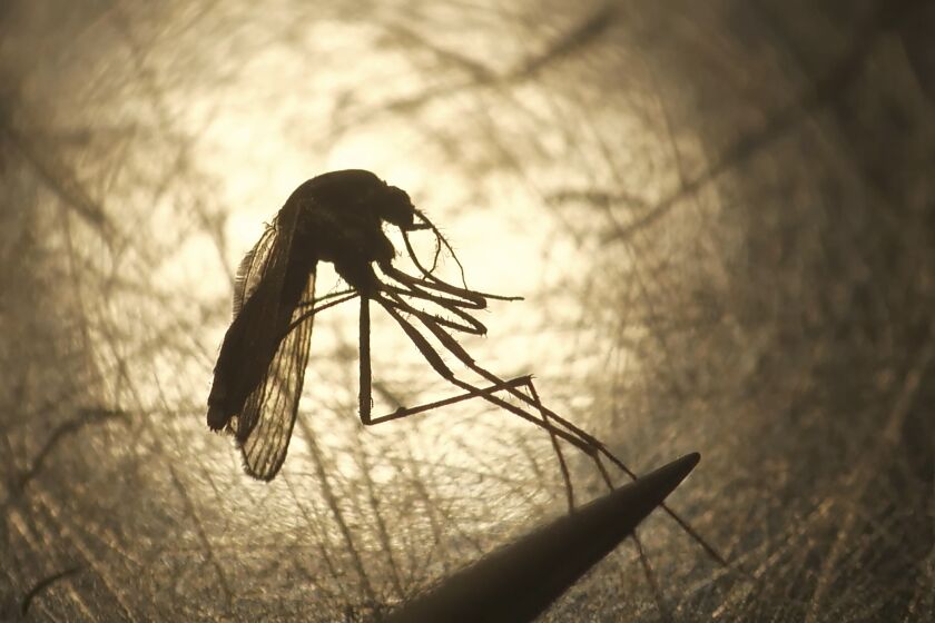 FILE - In this Aug. 26, 2019, file photo, Salt Lake City Mosquito Abatement District biologist Nadja Reissen examines a mosquito in Salt Lake City. State and federal health officials are reporting a higher than usual number of deaths and illnesses from a rare, mosquito-borne virus this year. Eastern equine encephalitis has been diagnosed in a score of people in six states and several people have died so far this year. (AP Photo/Rick Bowmer, File)