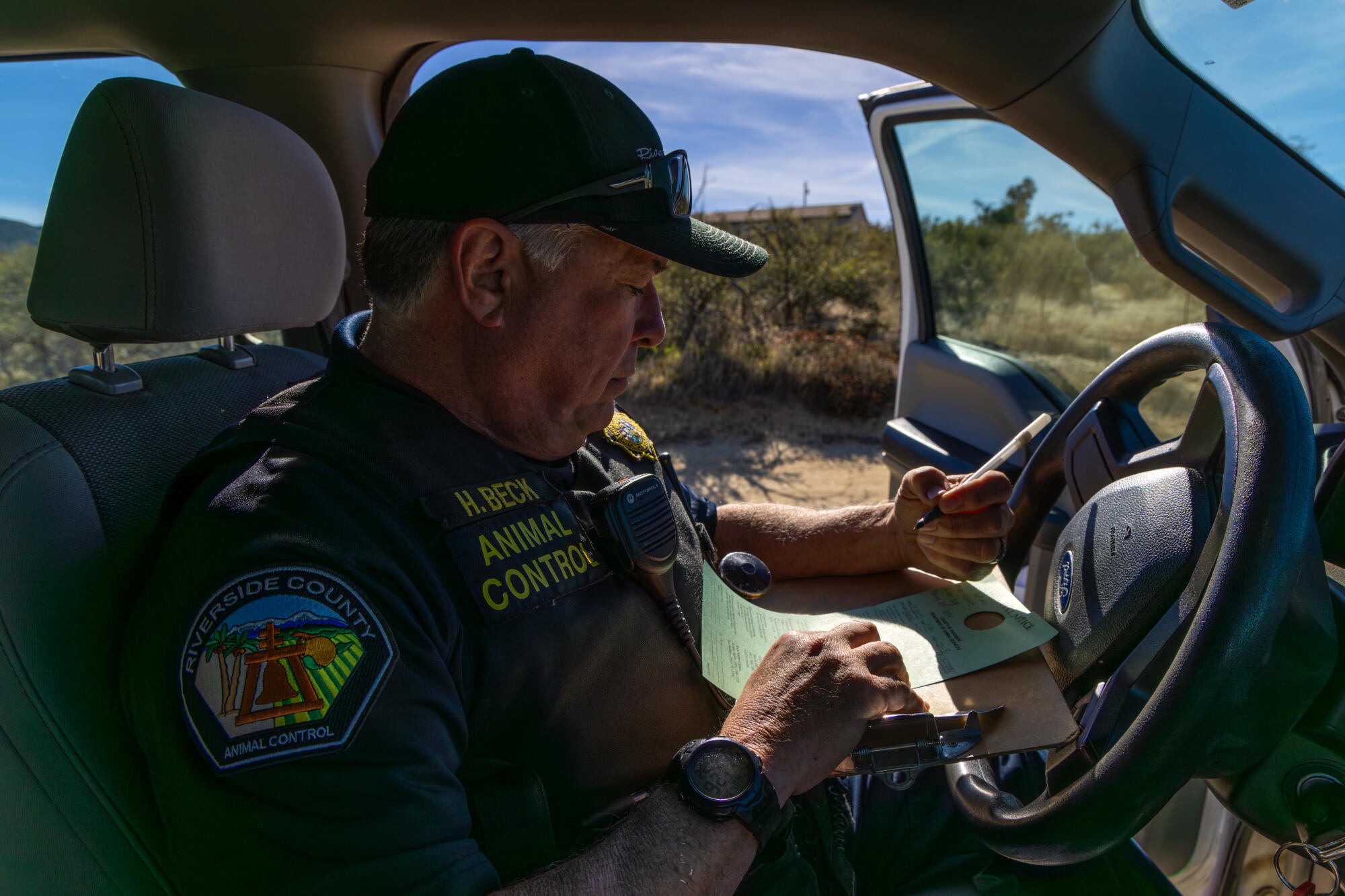 Animal Control Packs of stray dogs pose a problem for rural California - Telegraph247