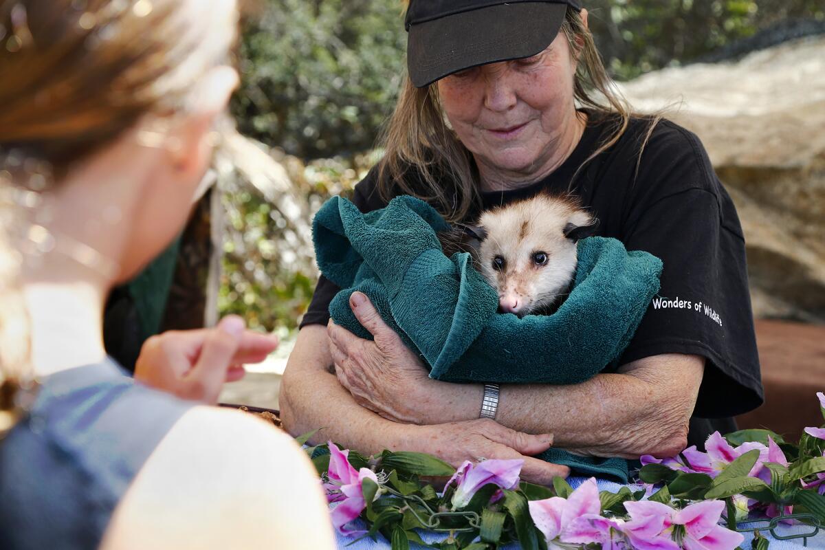 Cheryl Rendes cradles Harmony, a female opossum.