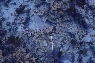 En esta imagen, distribuida por la Oficina Nacional de Administración Oceánica y Atmosférica se muestra coral cuerno de alce muerto, el 9 de febrero de 2024, en el arrecife de Carysfort, al noreste de Key Largo, Florida. (Ben Edmonds/NOAA vía AP)