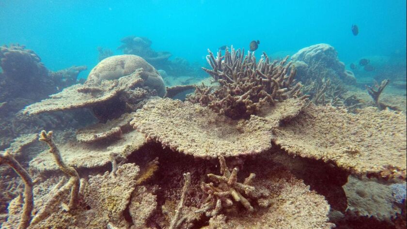 A dead and eroding section of Australia's Great Barrier Reef that bleached because of rising sea temperatures. The world's oceans hit record-high temperatures in 2018, scientists said.