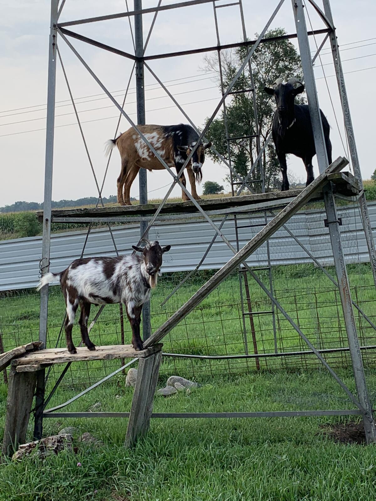 The goats Charlie, Pete and Earle at the Peterson farm in Beresford, S.D.