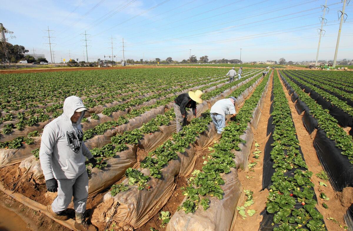 Workers harvest strawberries in Carlsbad's strawberry fields, which are iconic to the city's residents. Tomatos and other crops are also grown on the land.