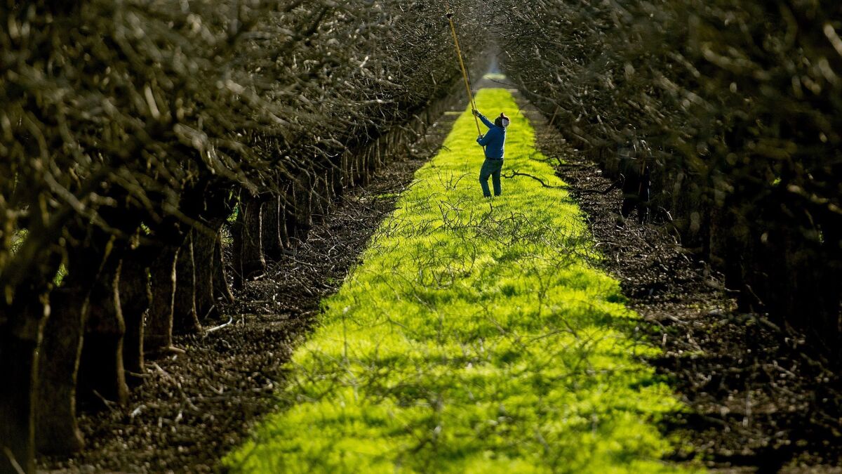 A worker prunes trees in an orchard in unincorporated Colusa County.